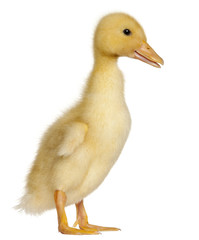 Duckling, 1 week old, standing in front of white background