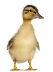 Duckling, 1 week old, standing in front of white background