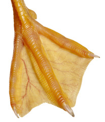 Close-up of Duckling's webbed foot, 1 week old