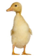Duckling, 1 week old, standing in front of white background