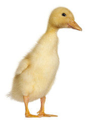 Duckling, 1 week old, standing in front of white background
