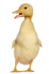 Duckling, 1 week old, standing in front of white background
