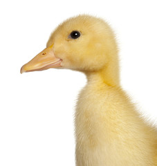 Close-up of Duckling, 1 week old, in front of white background