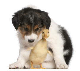 Border Collie puppy, 6 weeks old, playing with a duckling
