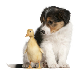 Border Collie puppy, 6 weeks old, playing with a duckling