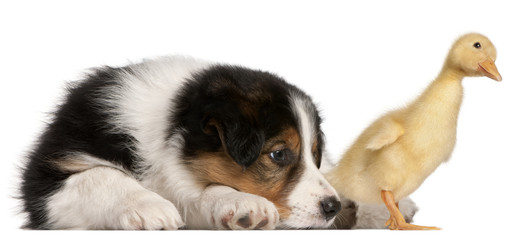 Border Collie puppy, 6 weeks old, playing with a duckling