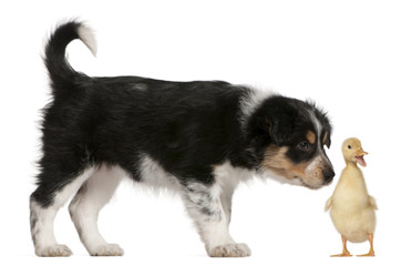 Border Collie puppy, 6 weeks old, playing with a duckling
