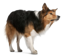 Male Border Collie, 3 years old