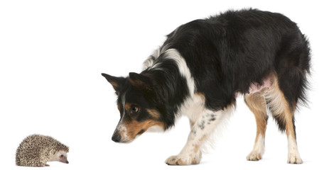 Female Border Collie, 3 years old, playing with hedgehog
