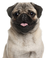 Obraz premium Close-up of Pug, 8 months old, in front of white background