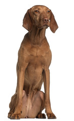 Vizsla, 2 years old, sitting