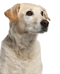 Close-up of Mixed-breed dog, 12 years old