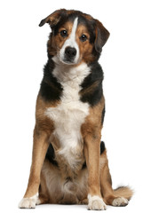 Crossbreed dog, 10 years old, sitting