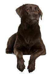 Chocolate Labrador, 4 years old, lying