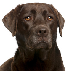 Close-up of Chocolate Labrador, 4 years old