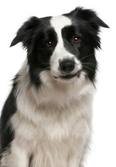 Close-up of Border Collie, 2 years old, in front of white backgr