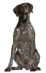 German Shorthaired Pointer, 3 years old, sitting in front of whi
