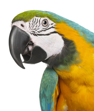 Close-up of Blue-and-Yellow Macaw, Ara ararauna