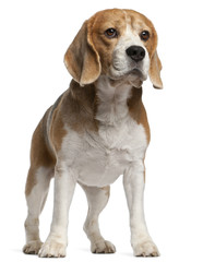 Beagle, 8 years old, standing in front of white background