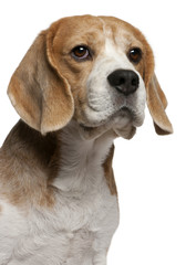 Close-up of Beagle, 8 years old, in front of white background
