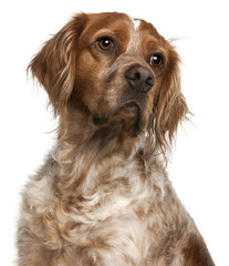 Close-up of Brittany dog, 3 years old