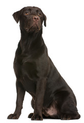 Labrador Retriever, 9 months old