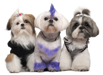 Three Shih Tzus dressed up © Eric Isselée