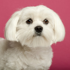 Close-up of Maltese, 2 years old, in front of pink background