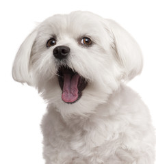 Close-up of Maltese yawning, 2 years old