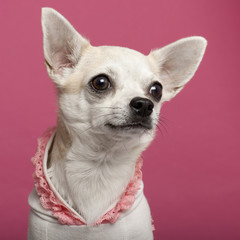 Close-up of Chihuahua wearing pink laced shirt