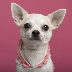 Close-up of Chihuahua wearing pink laced shirt