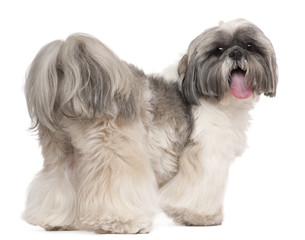 Shih Tzu panting, 2 years old, in front of white background