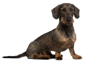 Dachshund, 2 years old, sitting in front of white background