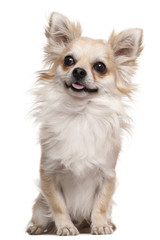 Chihuahua, 2 years old, sitting in front of white background