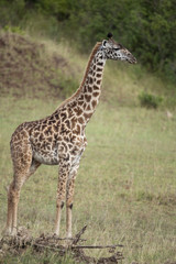 Naklejka na ściany i meble Giraffe in Serengeti National Park, Tanzania, Africa