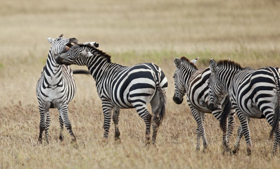 Obraz na płótnie Canvas Zebra in Serengeti National Park, Tanzania, Africa