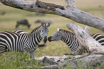 Fototapeta premium Zebra in Serengeti National Park, Tanzania, Africa
