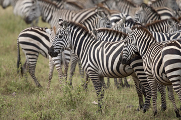 Fototapeta na wymiar Zebra in Serengeti National Park, Tanzania, Africa