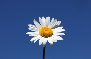 chamomile on blue sky background