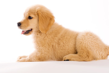 Puppy