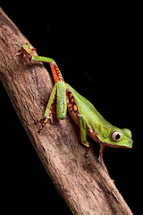 tree frog crawling