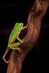 crawling tree frog