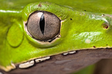 tree frog eye
