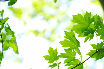 green leaves