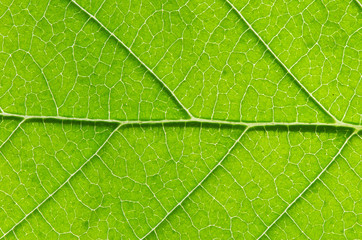 structure of leaf