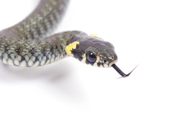snake