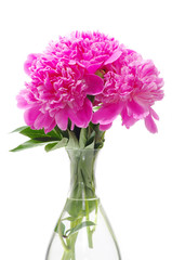 pink peony