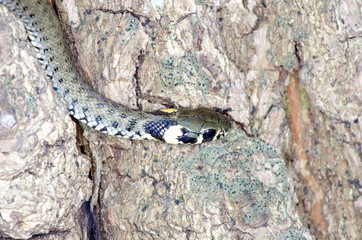 snake