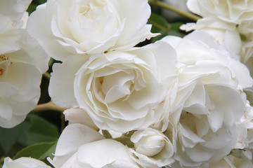 Roses blanches