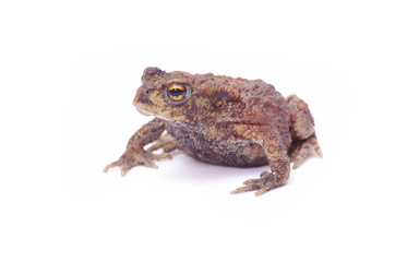 Fototapeta premium frog